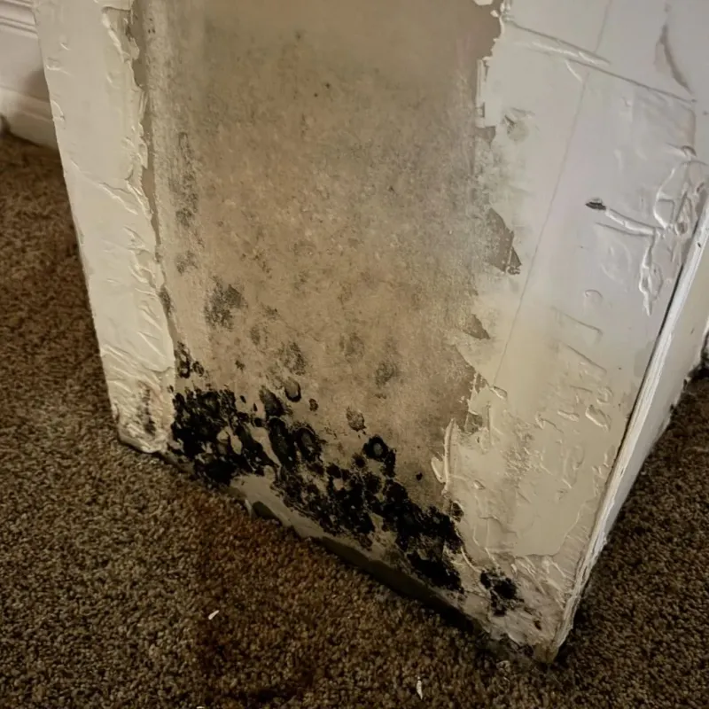 Professional Mold Removal in Trinity, TX